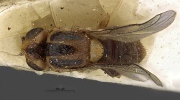 Media type: image;   Entomology 13356 Aspect: habitus dorsal view